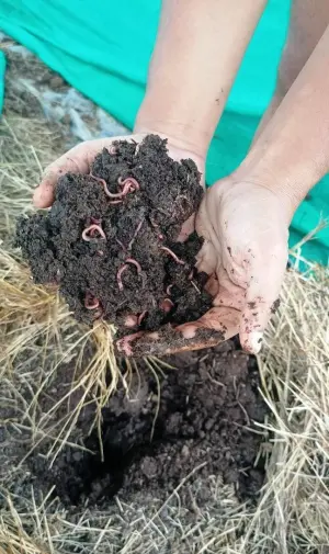 vermicompost