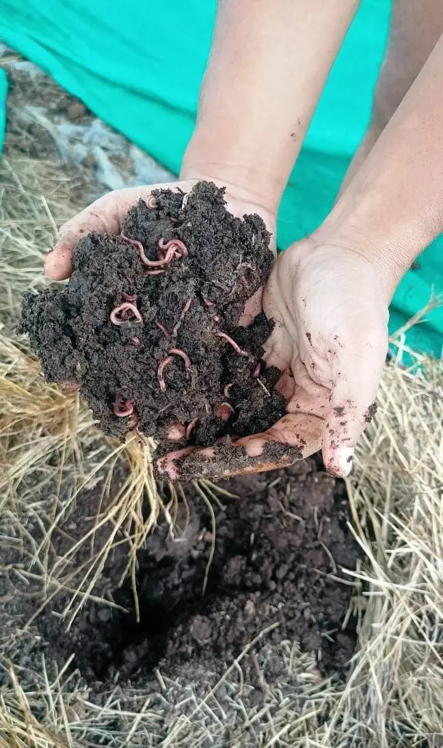 vermicompost